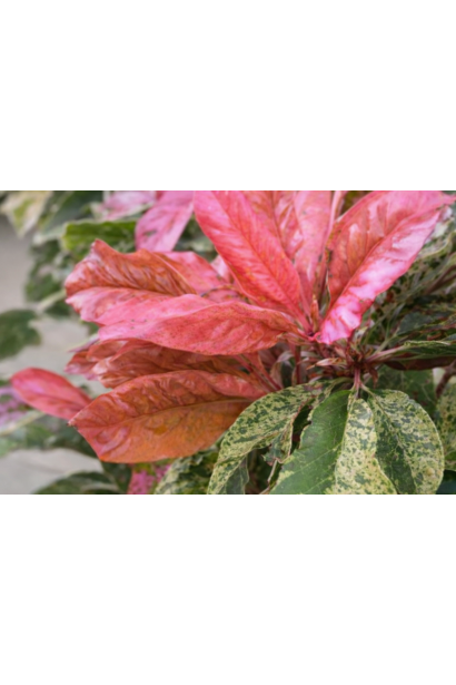 Photinia Pink Crispy
